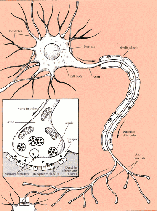 called a nerve and in the