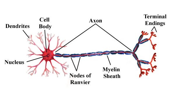 neuron