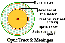 menigesimg