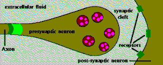 synapseanim